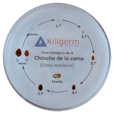 Expositor de Chinches de la Cama - 1