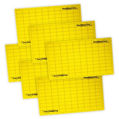 Tabla Adhesiva Amarilla Monitoreo Gama Chameleon® - 6 tablas